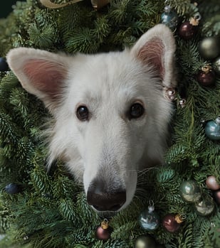 A dog sticking his head through a Christmas tree